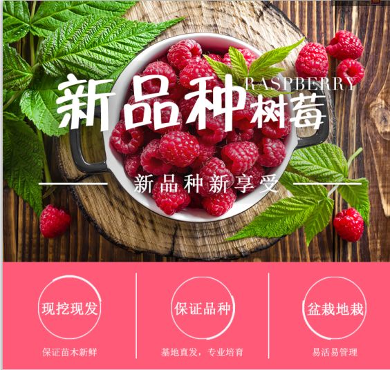 平邑县草莓苗  红树莓 优质品种 南北方均可种植 专业育苗