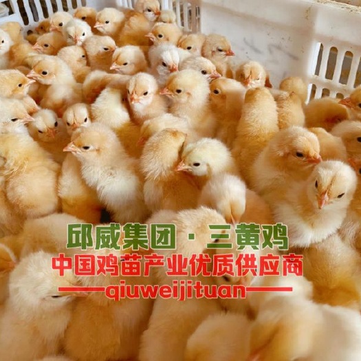 贵阳三黄鸡苗 三黄鸡 包邮包路损