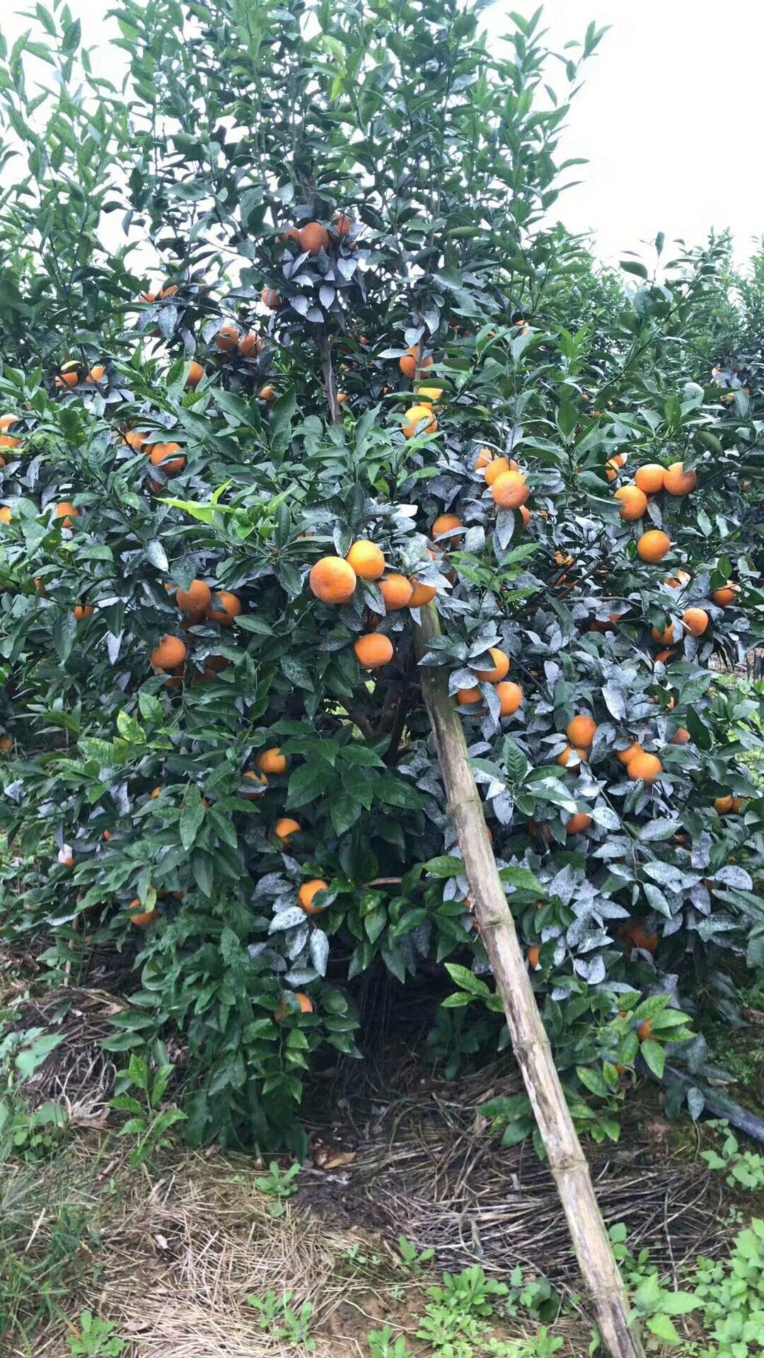 沃柑 市场果 