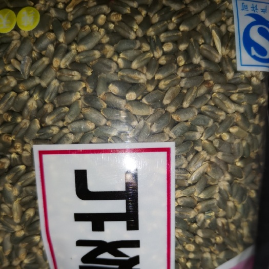 邯郸绿小麦 质量好，价格优