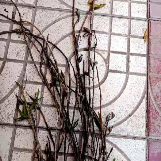 广南县 紫皮石斛