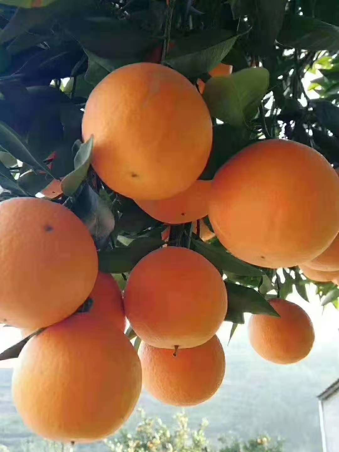 长虹脐橙  基地直供 保质保量 欢迎订购
