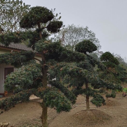 益阳 造型罗汉松