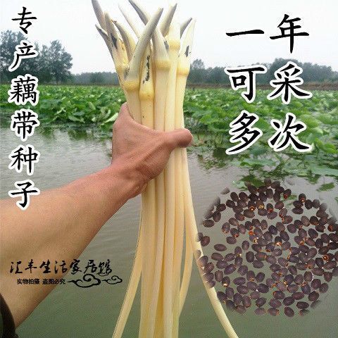 淮安珍珠莲藕种  高产莲藕种苗，种子，专产莲藕条！包邮