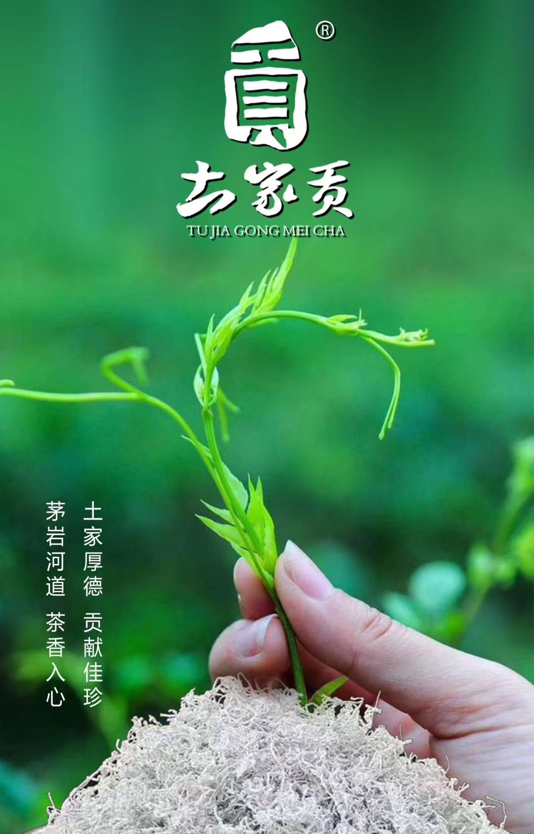 組合花茶 堅(jiān)守食品安全，堅(jiān)持人工除草。