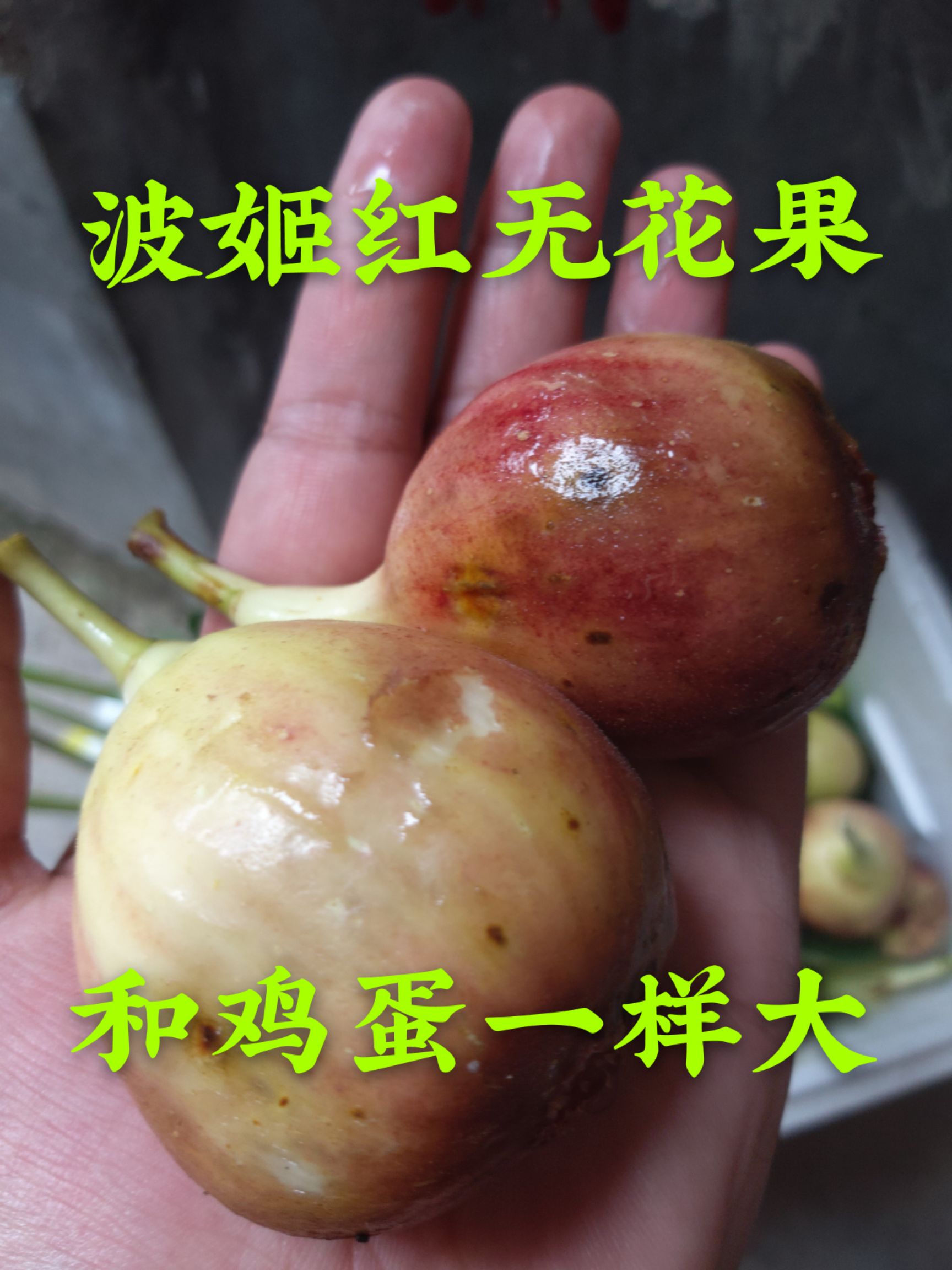 波姬红无花果苗  无花果苗 波姬红 布兰瑞克无花果苗 当年挂果苗 包品种 保质