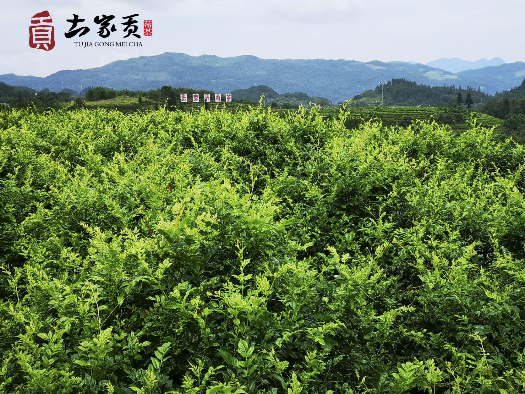 組合花茶 堅(jiān)守食品安全，堅(jiān)持人工除草。