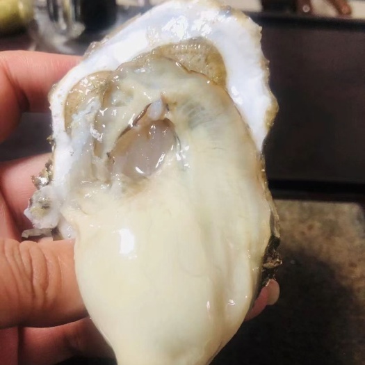 威海威海牡蛎  山东威海文登高品质生蚝牡蛎养殖场加工直供批发合作商酒店烧烤