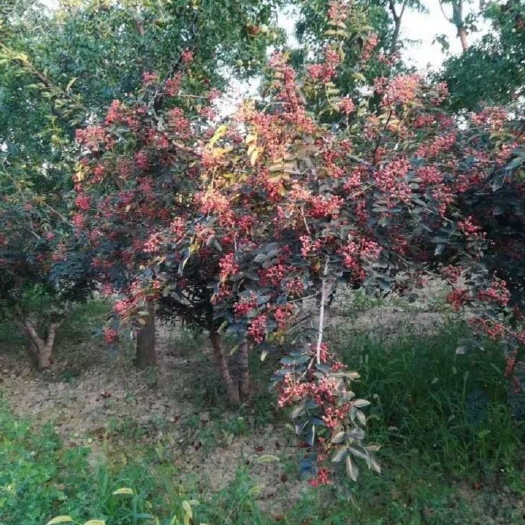 芮城县麻椒 山西大红袍花椒