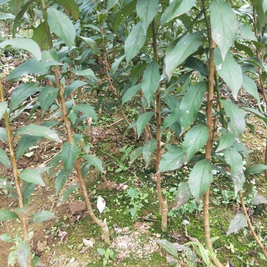 关岭县蜂糖李树苗  品种纯正，价格实惠，欢迎前来订购