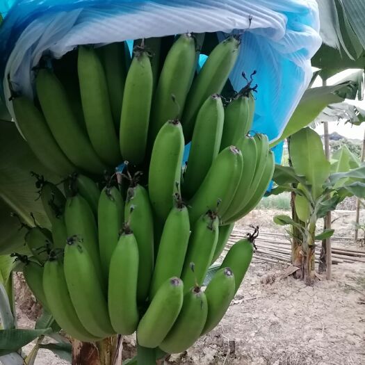 广州广东香蕉1号  广州增城区本地香蕉批发，自提。