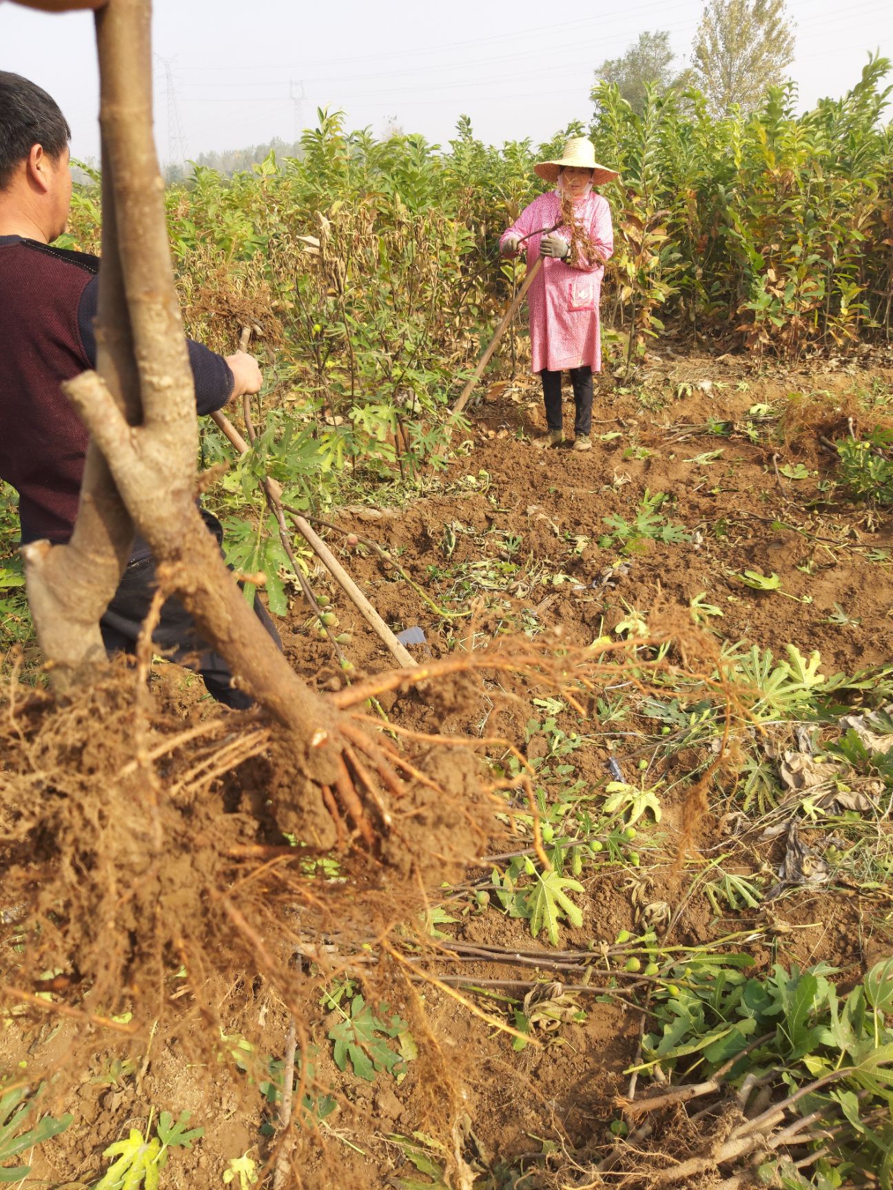 波姬红无花果苗  无花果苗 波姬红 布兰瑞克无花果苗 当年挂果苗 包品种 保质