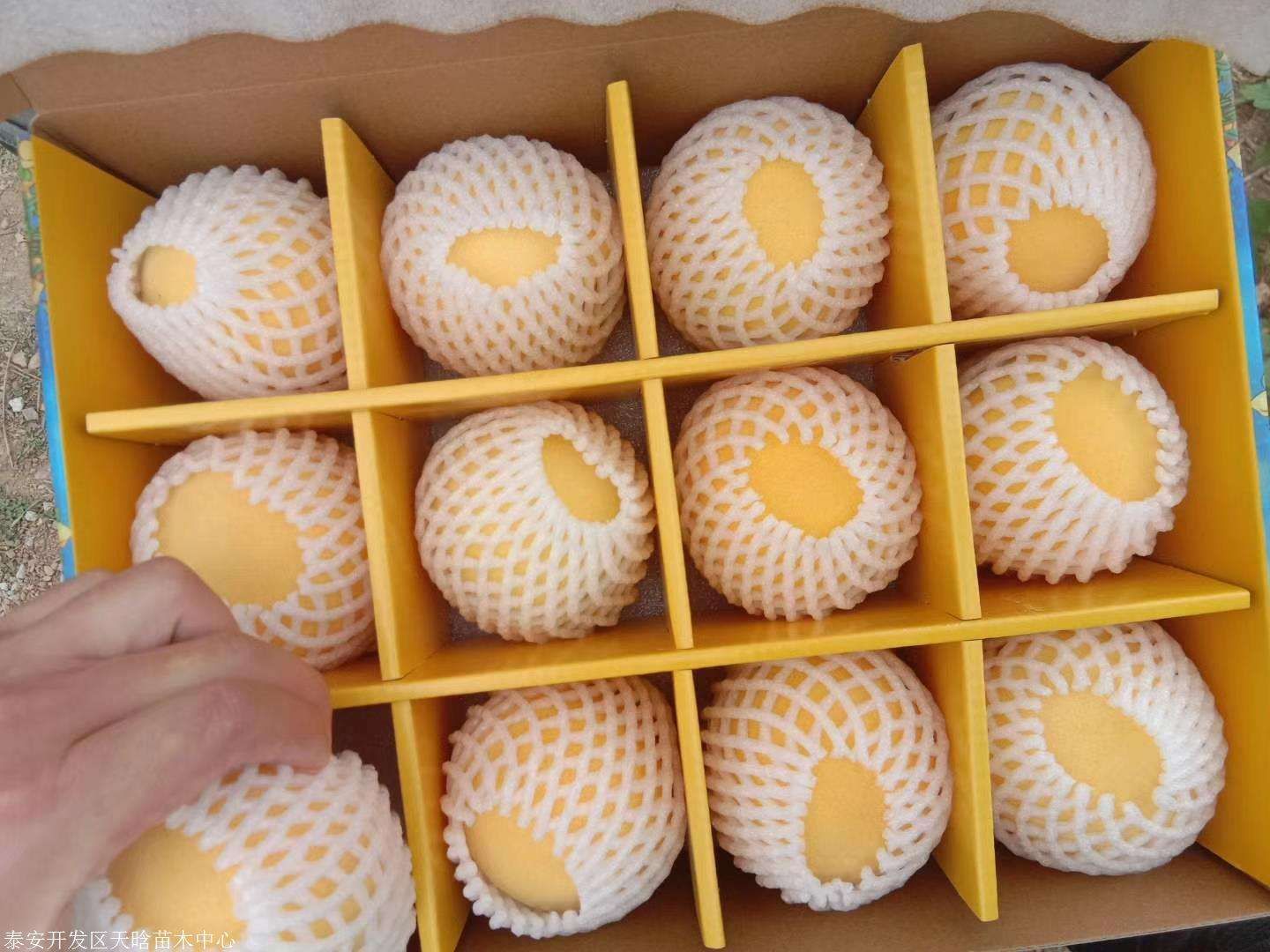 黄金密新1号桃苗 甜黄桃苗