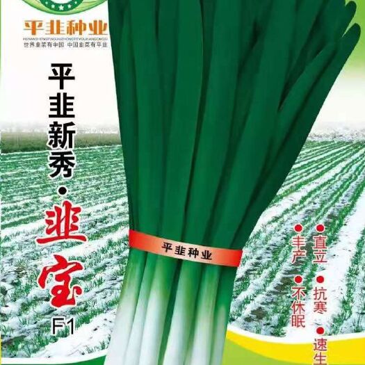 韭宝高纯度产量高抗寒抗病四季大棚不休眠韭菜种子韭菜籽