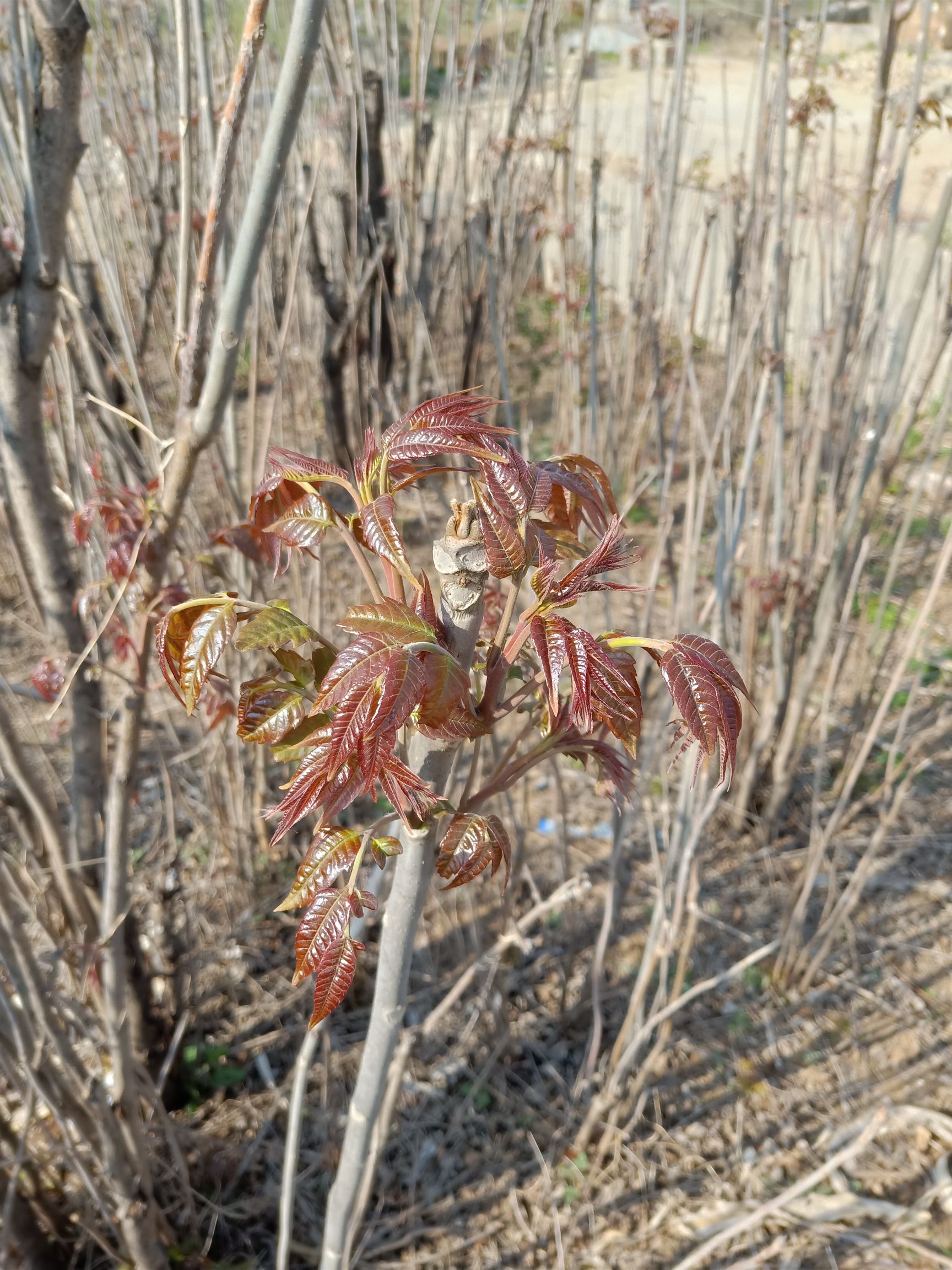 紅油香椿芽  大棚反季節(jié)香椿芽  露天香椿芽