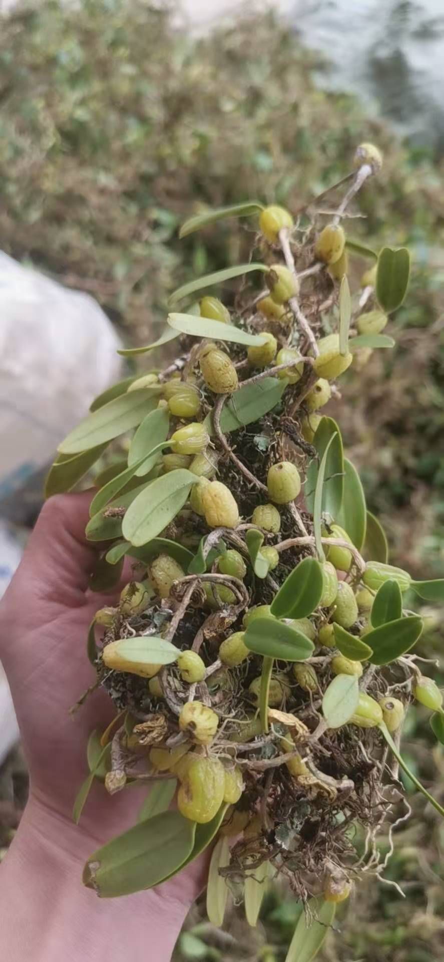 石橄榄单叶小果