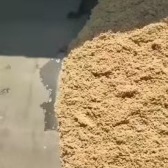 龙里县啤酒糟贵州