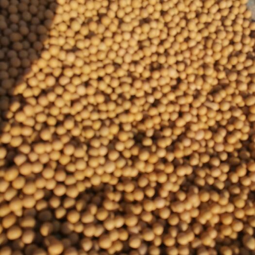 鄂伦春旗黑龙江大豆 生大豆 2等品