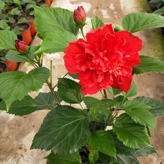 青州市红花木槿  重瓣木槿  单瓣木槿