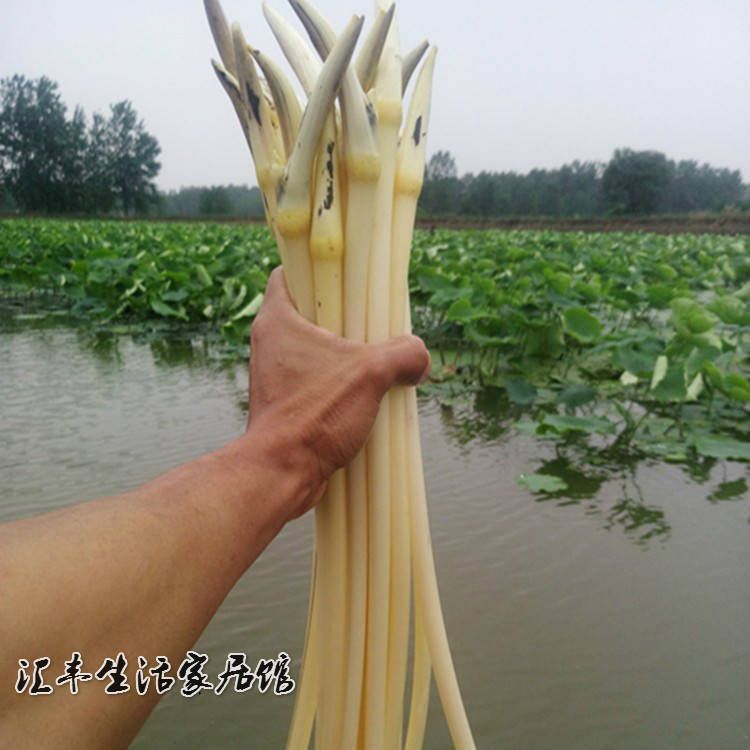 珍珠莲藕种  高产莲藕种苗，种子，专产莲藕条！包邮