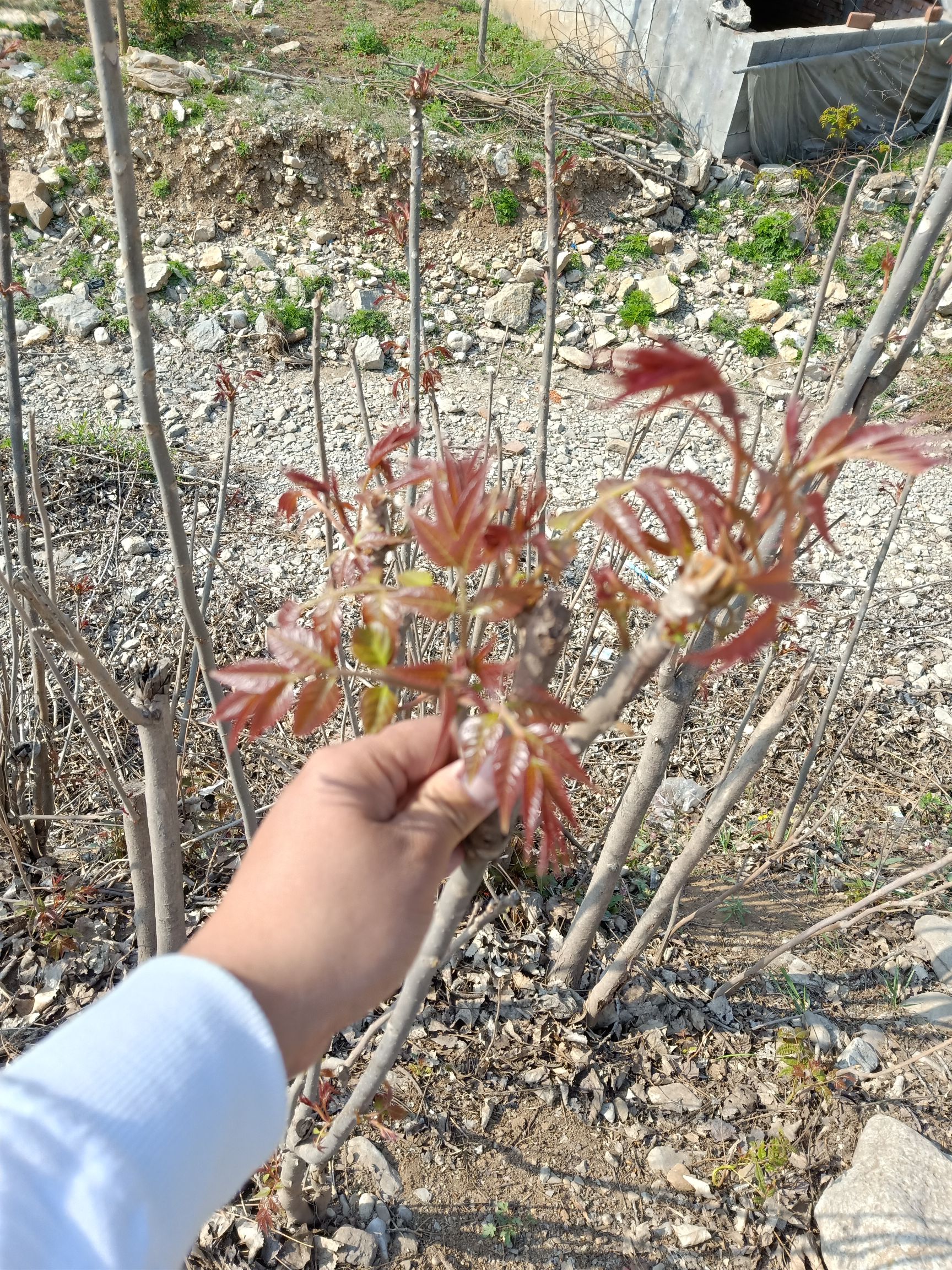 紅油香椿芽  大棚反季節(jié)香椿芽  露天香椿芽