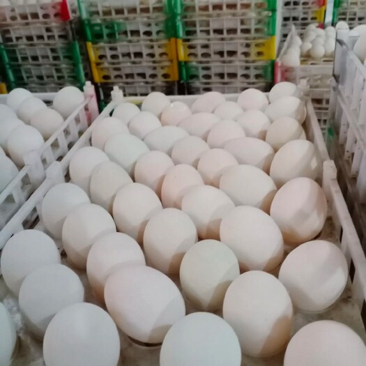 肥城市咸鹅蛋  质优价廉，全国发货，手续齐全