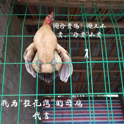 常德土鸡