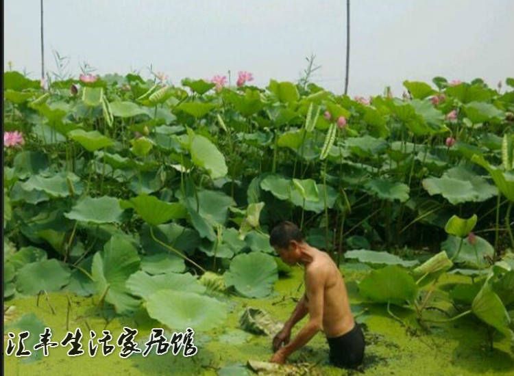 珍珠莲藕种  高产莲藕种苗，种子，专产莲藕条！包邮