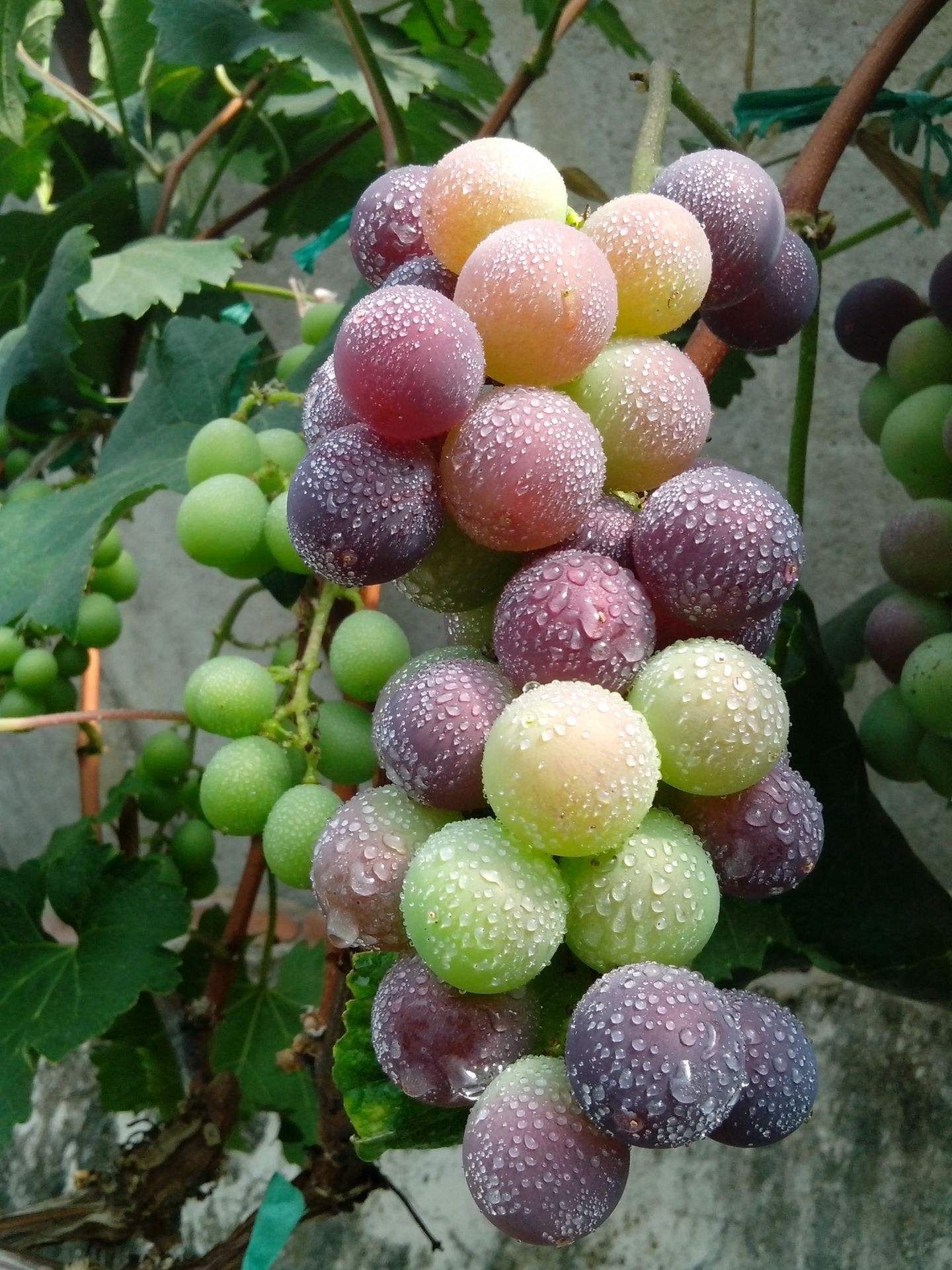 巨峰葡萄种植管理技术(庭院巨峰葡萄种植管理技术)