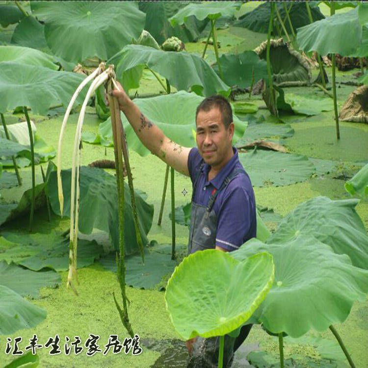 珍珠莲藕种  高产莲藕种苗，种子，专产莲藕条！包邮
