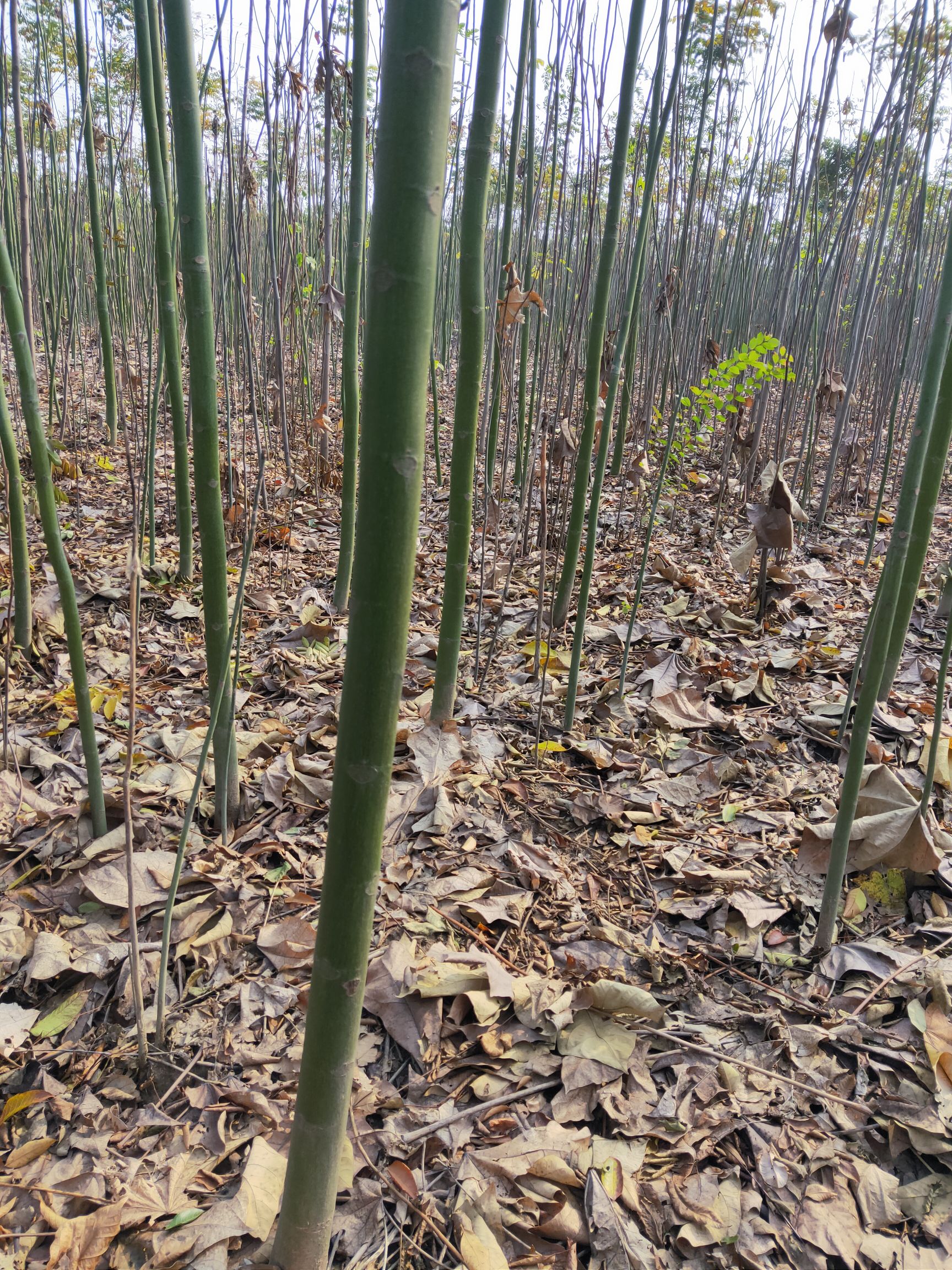 批发青桐树苗3～6公分自产自销场家直供
