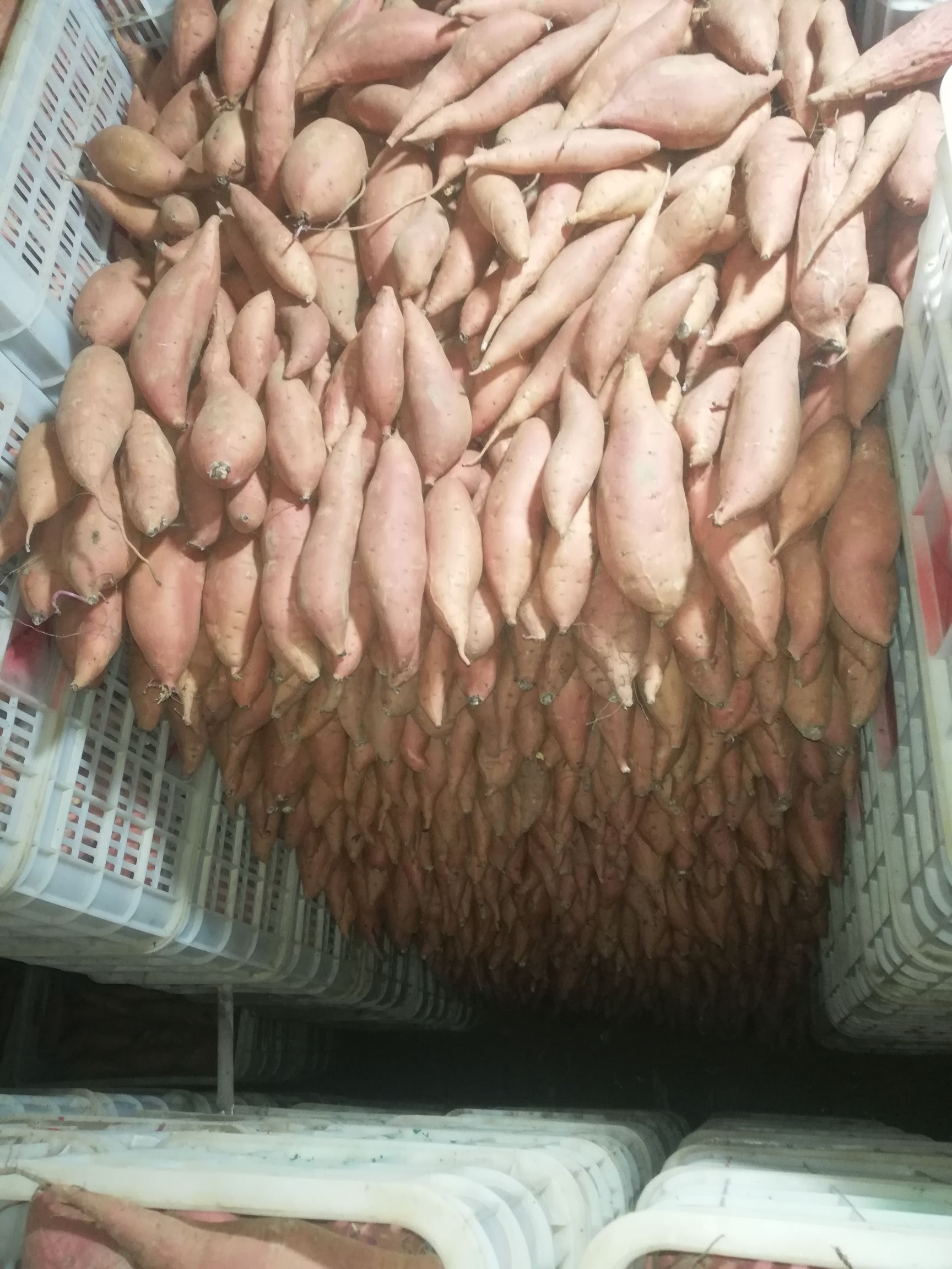 烟薯 大量出售 西瓜红大薯小薯都有