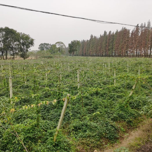 奉新县八月瓜苗  供应八月瓜青钱柳青冈栎苦槠娜塔栎红豆杉金丝楠檫木马褂木山乌桕