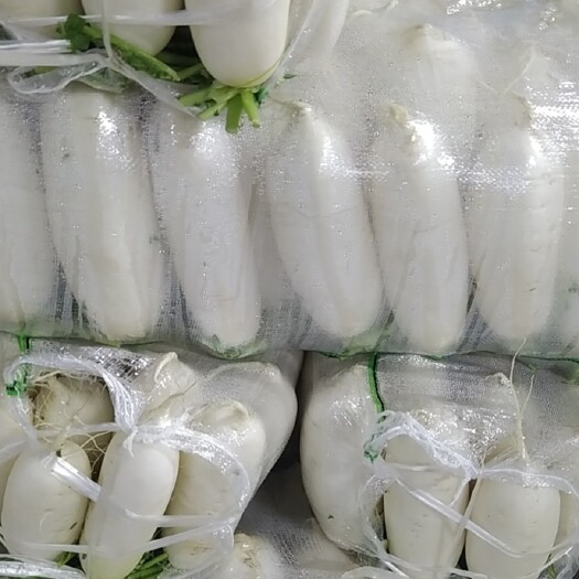 沙洋县加工厂，食堂白萝卜货发全国