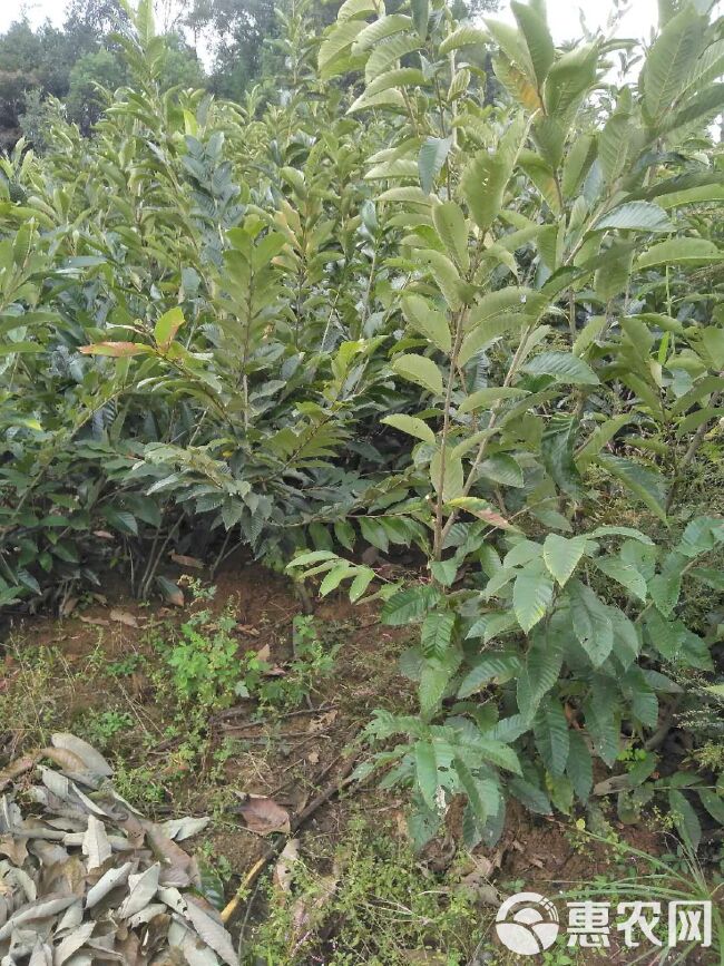 大红袍板栗苗  嫁接板栗苗。大红袍板栗