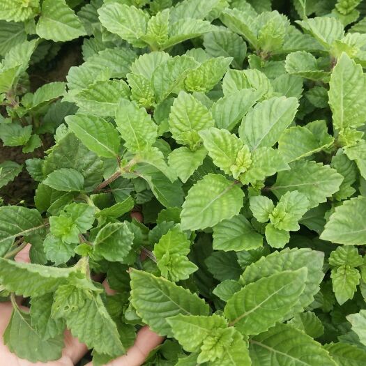 高州市农家种植新鲜凉粉草做绿凉粉的原材料