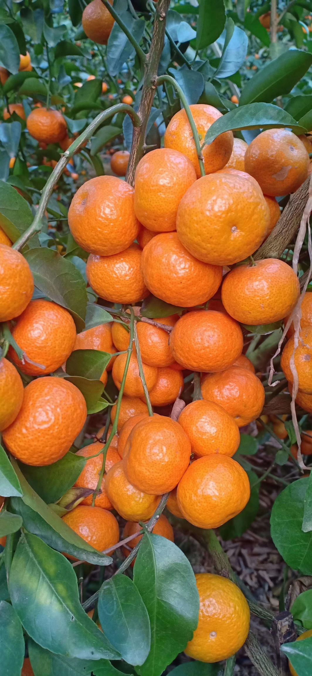  广西象州县沙糖桔上市了