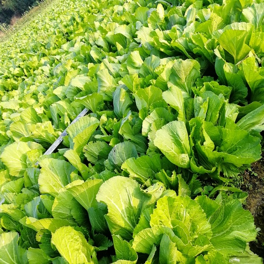 茂名水东介菜  水东芥菜
