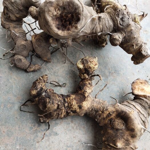 宜宾黄精，又名，老虎姜，全大自然生长货哦