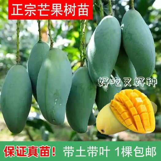 灵山县金煌芒果苗 金煌芒果嫁接苗 原土带叶发货
