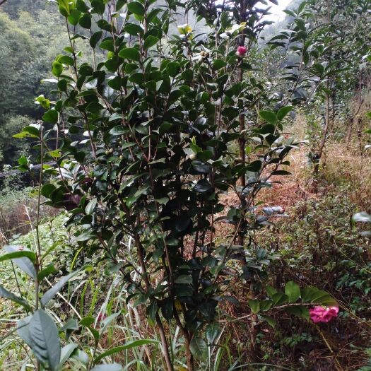 宜宾茶花树 山茶花出售