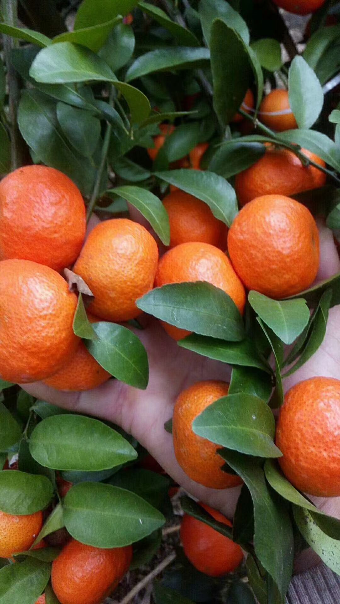  广西象州县沙糖桔上市了