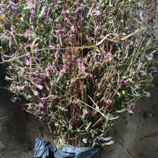 惠水县 胆草花