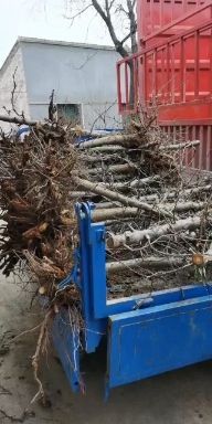 砀山县水蜜桃苗  占地桃树 主杆型桃树 开心型桃树  品种保证