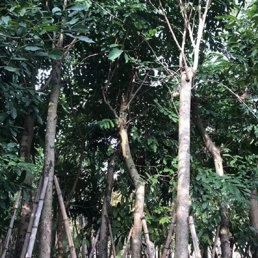揭阳桃花心木15公分，5-30公分都有