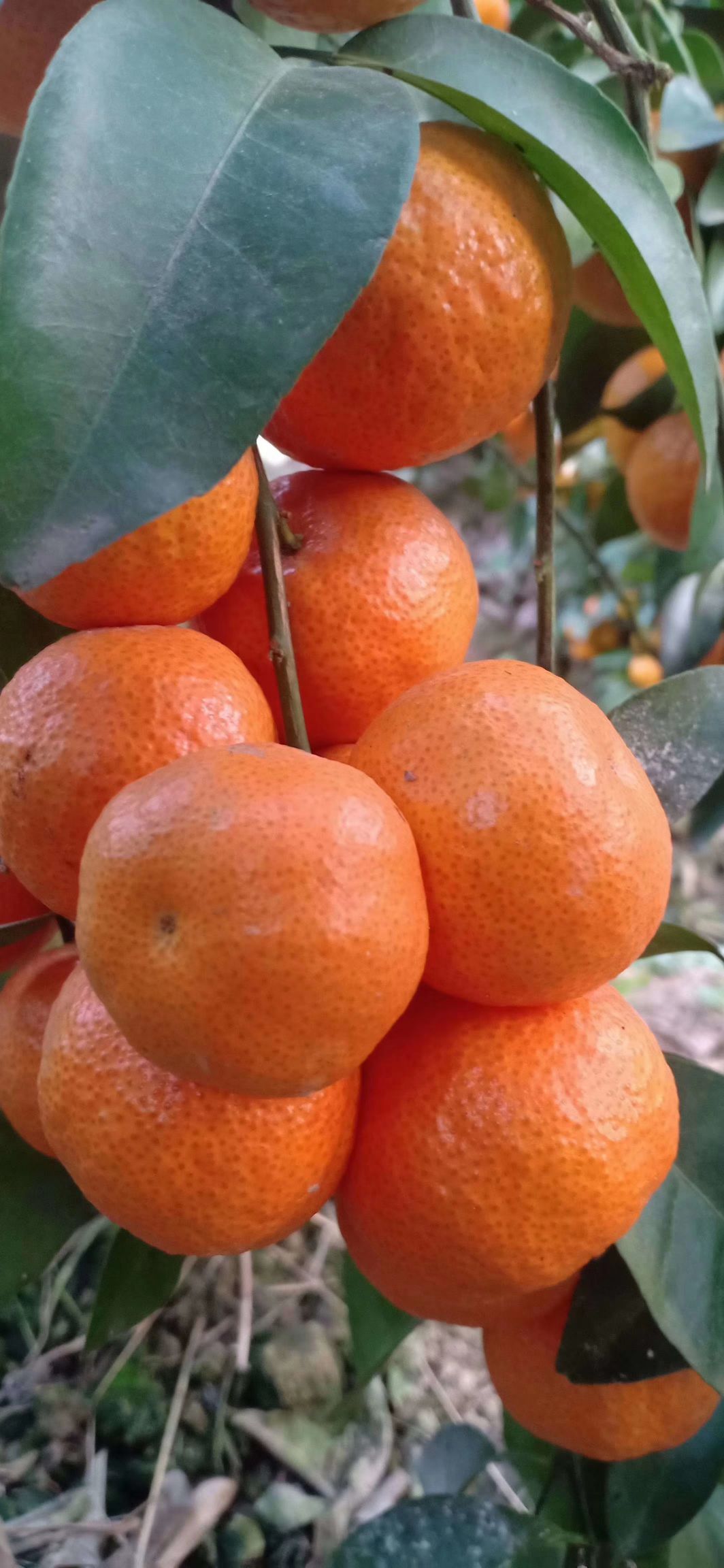  广西象州县沙糖桔上市了