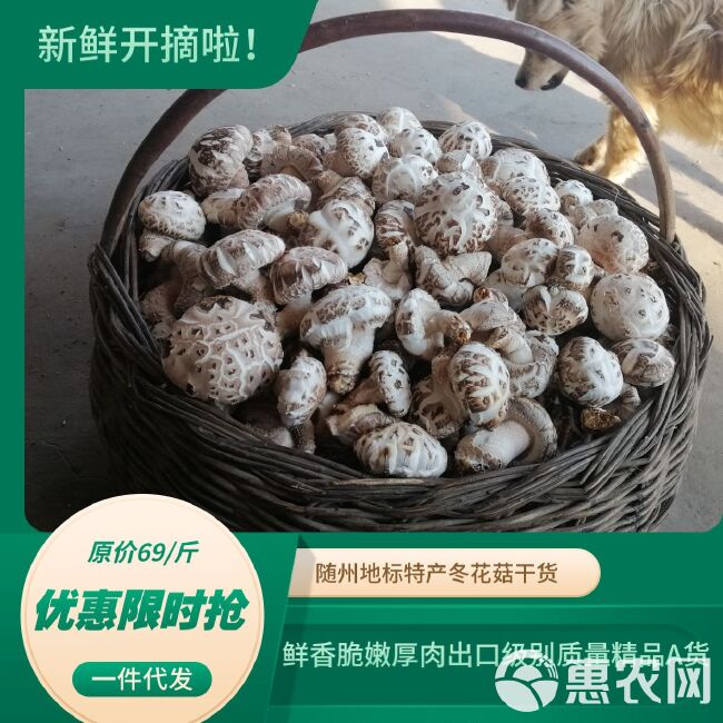 冬菇冬花菇出口质量可以和香港楼上正品相媲美包邮批零一件代发
