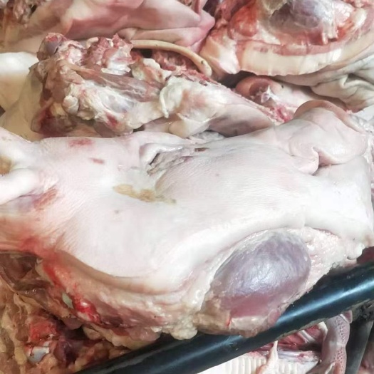 北镇市鲜冻猪头，带耳猪头，全国发货，支持样品，