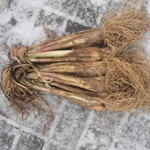 靖远县红葱 毛葱
