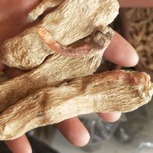 丘北县 昭通天麻